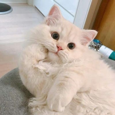 Maine Mendoza avatar